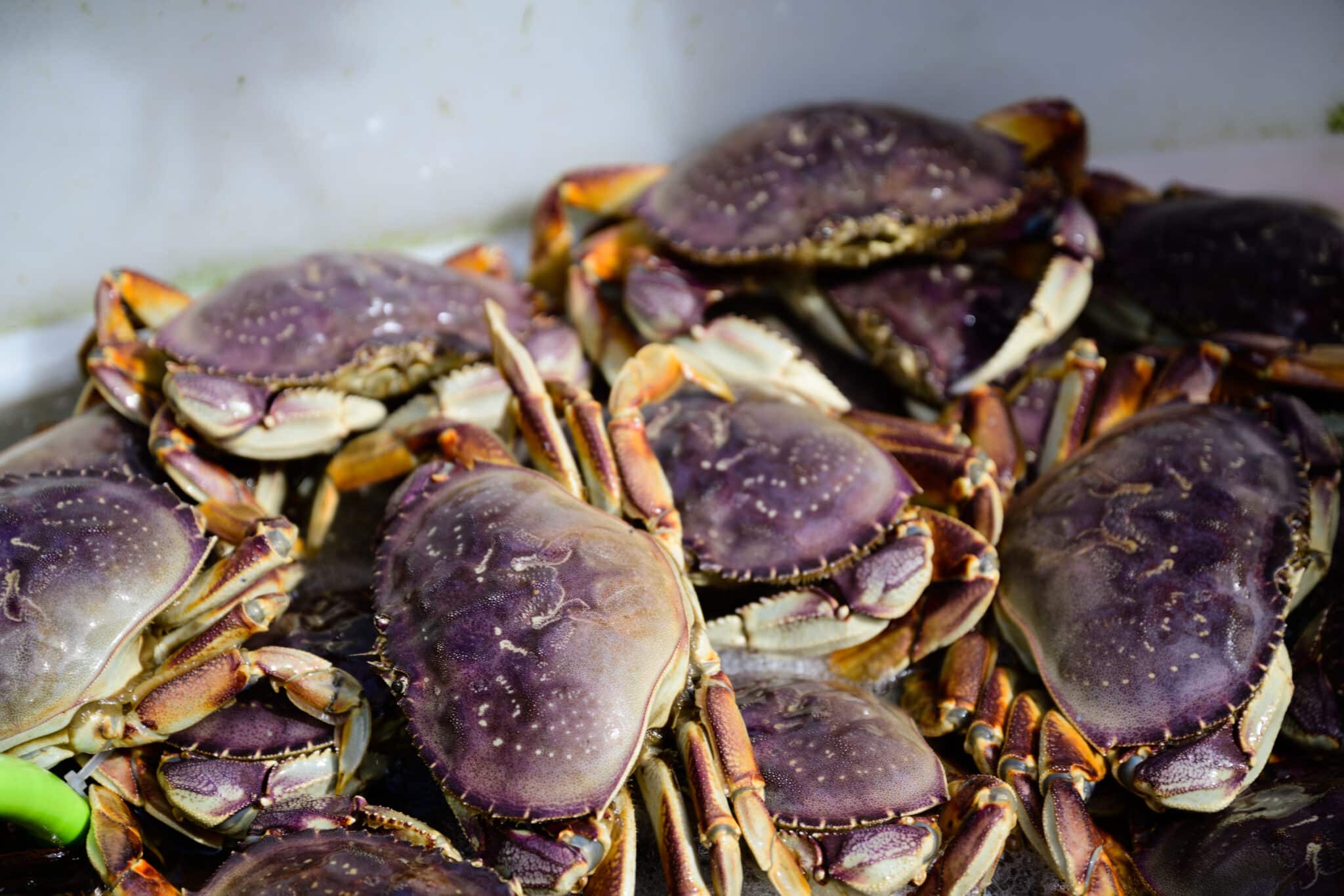 Working Waterfronts Seafood Connection, Westport Maritime Washington