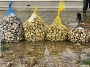 Four mesh bags full of clams sit in shallow water.