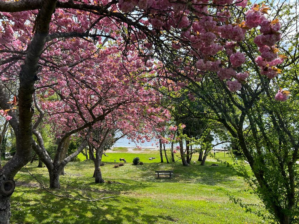A view of Old Man House Park with pink flowering trees and a wooden bench looking towards the shoreline.