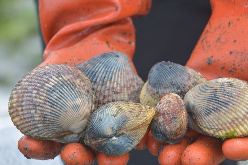 A person with orange gloves holds six cockles of varying sizes.