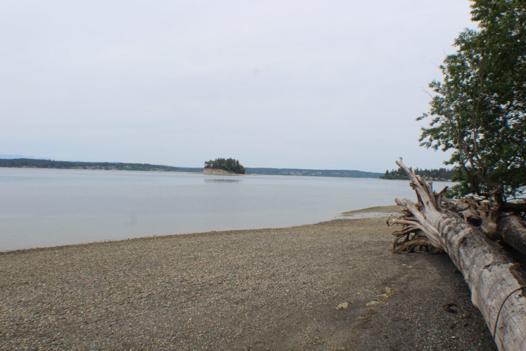 An uprooted tree lays along a stretch of beach with a small forested island in the distance.