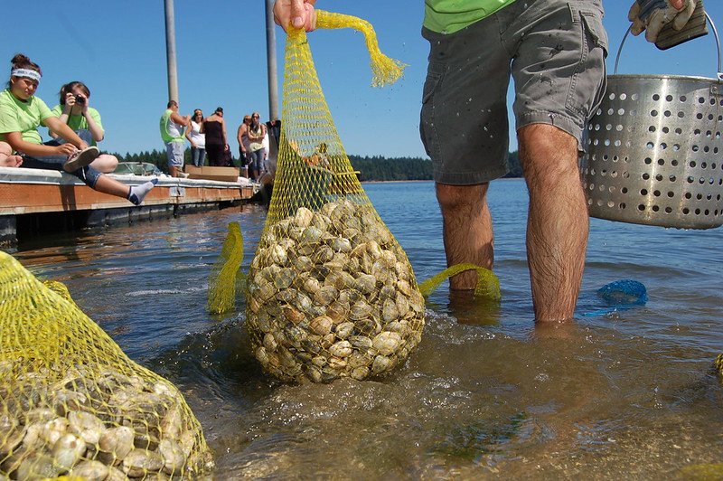 A man stands ankle-deep in saltwater, holding a yellow mesh bag full of clams while a group of onlookers sit on the dock behind him.