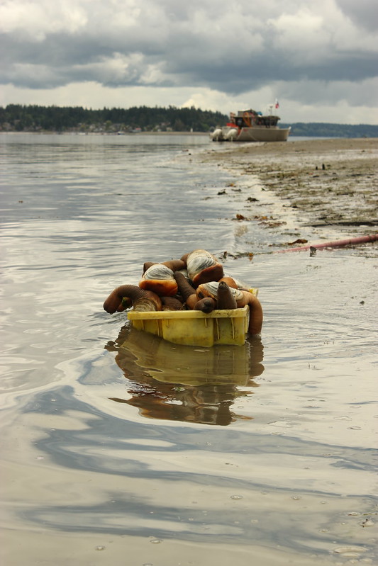 A yellow bucket full of geoduck clams sits in shallow sea water.